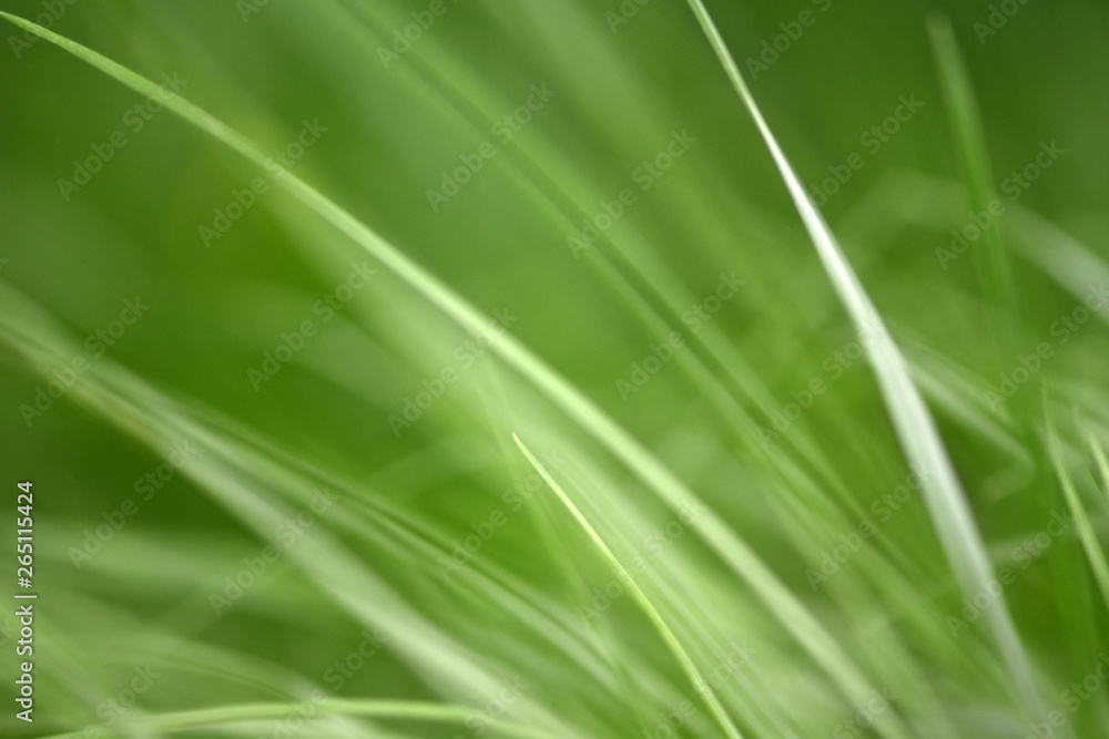Variations of photos with a soft and blurred background of green, young and fresh spring grass. Natural background with the swinging grass Variations of photos with a soft and blurred background of green, young and fresh spring grass. Natural background with the swinging grass
