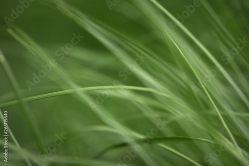 Variations of photos with a soft and blurred background of green, young and fresh spring grass. Natural background with the swinging grass