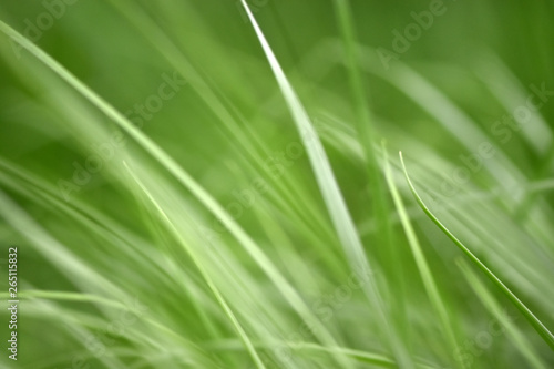 Variations of photos with a soft and blurred background of green, young and fresh spring grass. Natural background with the swinging grass