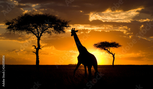 Giraffe at sunset in the savannah. Kenya. Tanzania. East Africa. 