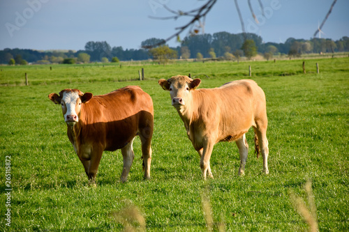 Wallpaper Mural Kuh Torontodigital.ca