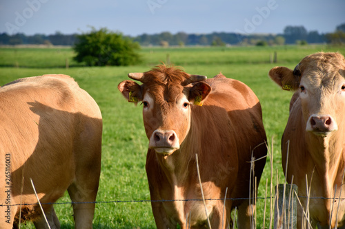 Wallpaper Mural Kuh Torontodigital.ca