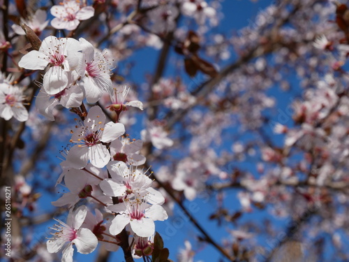 fleurs de cerisier photo