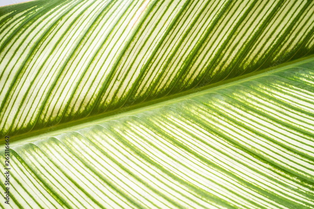 Close up exotic striped leaves Calathea Ornata Albolineata on white background Close up exotic striped leaves Calathea Ornata Albolineata on white background