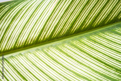 Close up exotic striped leaves Calathea Ornata Albolineata on white background