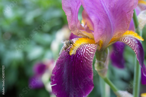 bee on flower iris,In the summer, the bee pollinates the iris flowers in the garden #265117021