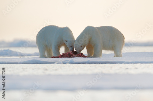 Tableau sur toile Two polar bears with killed seal