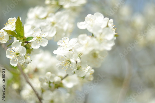 flowers of cherry tree in spring © Роман