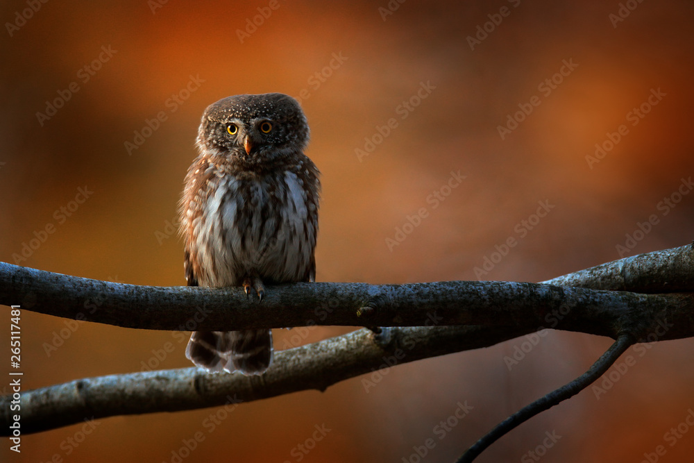 Pygmy Owl, sitting on tree branch with clear dark autumn orange forest background. Eurasian tinny bird in the habitat. Beautiful bird in evening sunset. Wildlife scene from wild nature. Pygmy Owl, sitting on tree branch with clear dark autumn orange forest background. Eurasian tinny bird in the habitat. Beautiful bird in evening sunset. Wildlife scene from wild nature.
