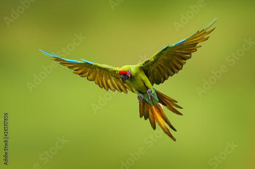 Great green macaw, Ara ambiguus, also known as Buffon's macaw. Wild tropical forest bird, flying with outstretched wings against green vegetation. Big parrot in habitat. Endangered bird in green.