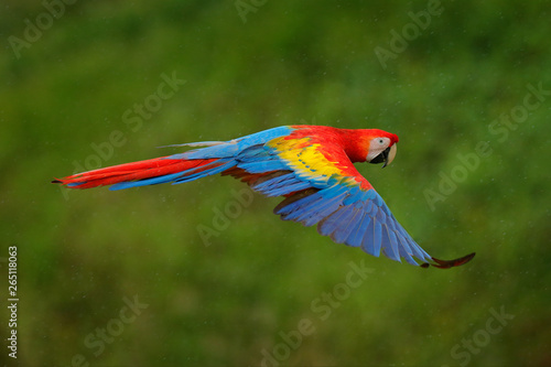 Macaw parrot flying in dark green vegetation with beautiful back light and rain. Scarlet Macaw, Ara macao, in tropical forest, Costa Rica. Wildlife scene from tropical nature. Red in forest. © ondrejprosicky