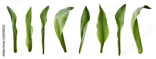 A collection of tulip leaves isolated on a white background.
