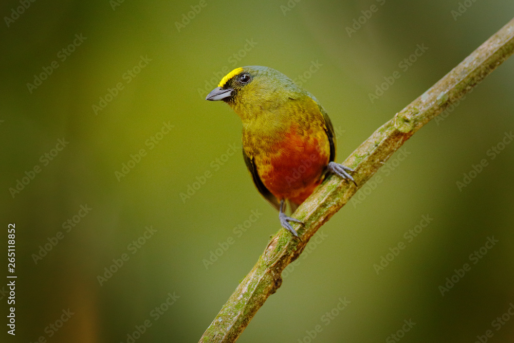Olive-backed euphonia, Euphonia gouldi, exotic tropical bird from Costa Rica. Bird sitting on beautiful green mossy branch. Birdwatching in South America. Olive-backed euphonia, Euphonia gouldi, exotic tropical bird from Costa Rica. Bird sitting on beautiful green mossy branch. Birdwatching in South America.