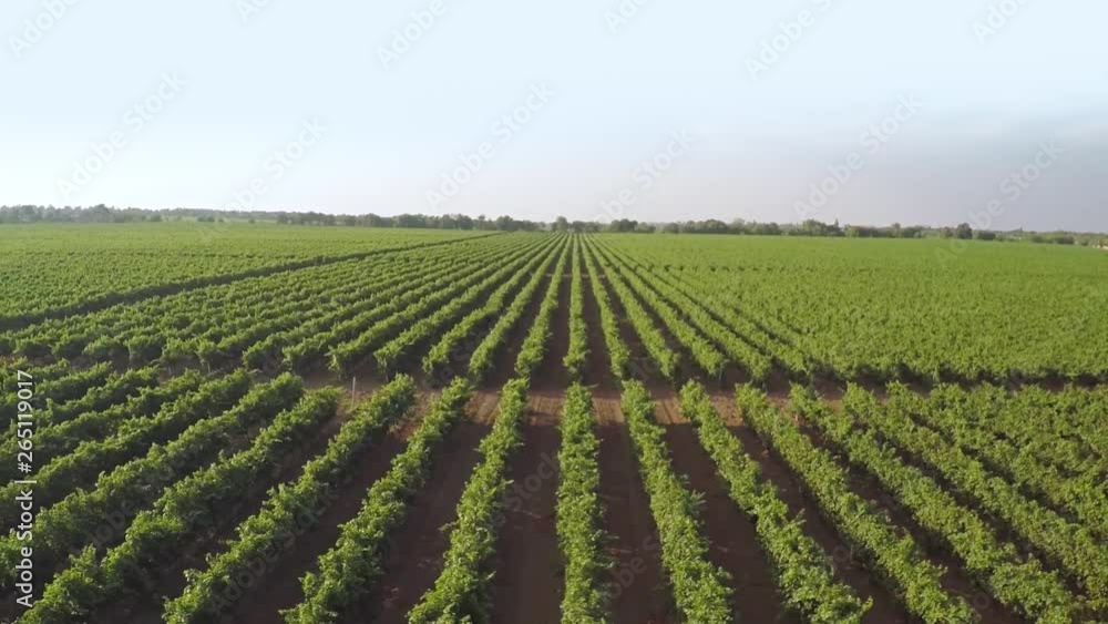 Sunny Day and Many Rows of Vineyard. Aerial View Sunny Day and Many Rows of Vineyard. Aerial View