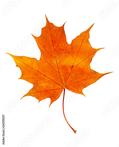 Closeup of rorange autumn maple leaf