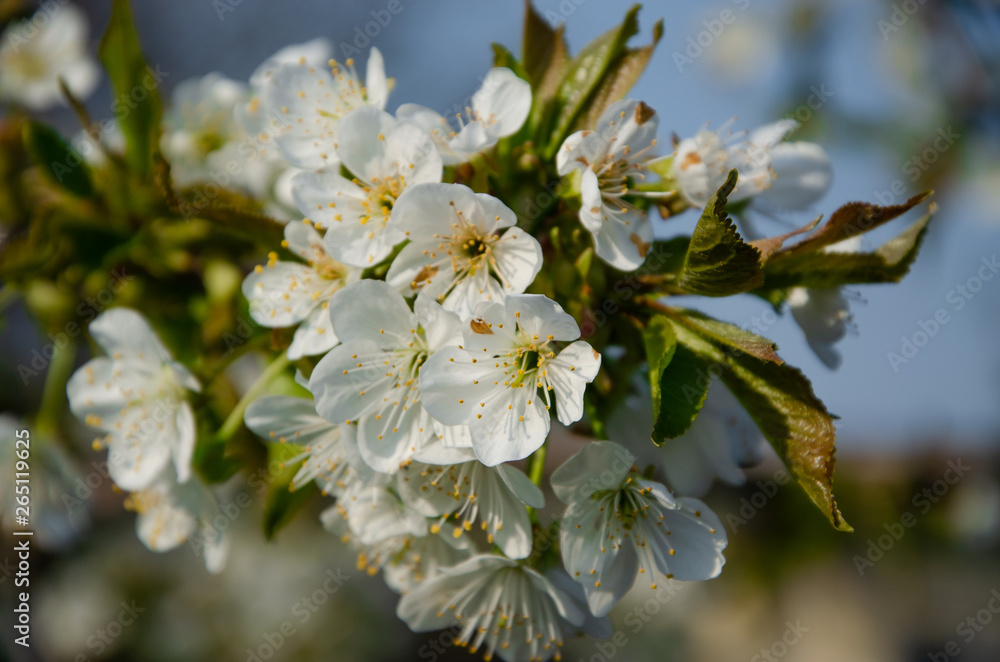 White flowers in macro. Flowering trees. Bee on a white flower. Branch of a tree with white flowers White flowers in macro. Flowering trees. Bee on a white flower. Branch of a tree with white flowers