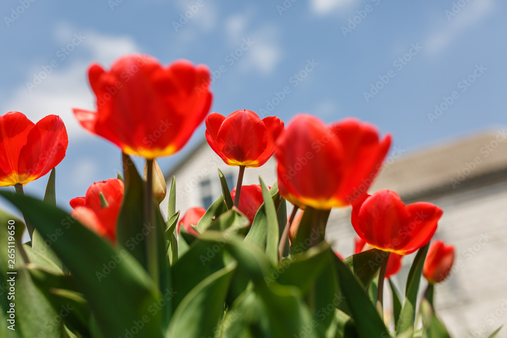 tulips in a home garden close-up. spring flowers tulips in a home garden close-up. spring flowers