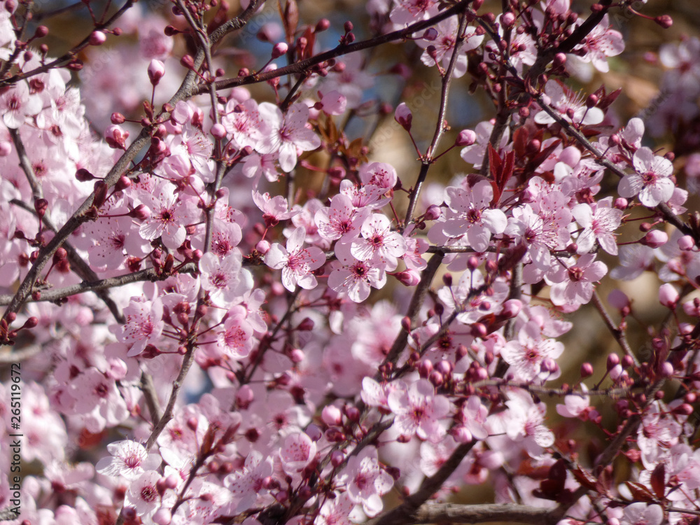 Floración primaveral de un arbol en una ciudad mediterranea Floración primaveral de un arbol en una ciudad mediterranea