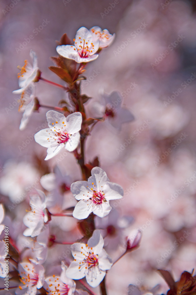 Spring. Tree with flowers, bee and butterfly Spring. Tree with flowers, bee and butterfly