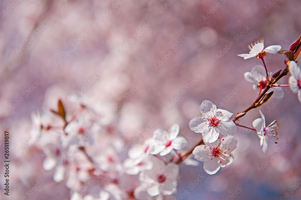Spring. Tree with flowers, bee and butterfly Spring. Tree with flowers, bee and butterfly