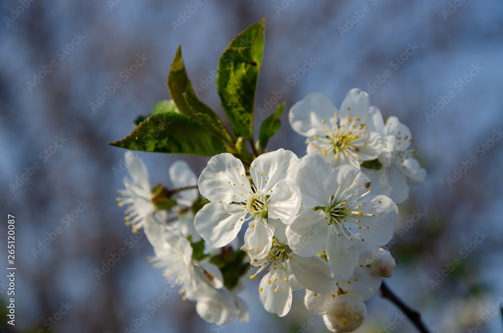 White flowers in macro. Flowering trees. Bee on a white flower. Branch of a tree with white flowers