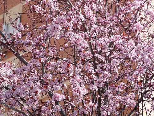 Floración primaveral de un árbol en una ciudad mediterranea