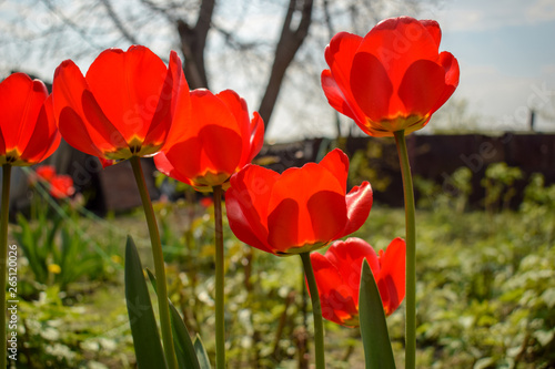 Red tulips on a bright sunny day.