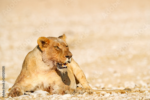 Big angry female lion in Etosha NP  Namibia. African lion walking in the grass  with beautiful evening light. Wildlife scene from nature. Animal in the habitat. Safari in Africa.