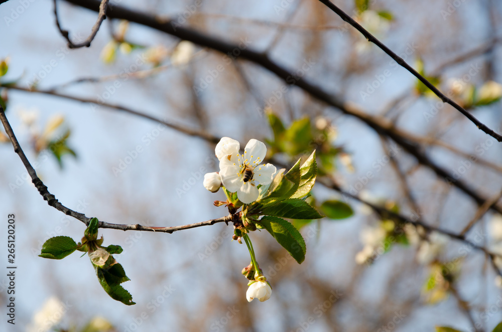 White flowers in macro. Flowering trees. Bee on a white flower. Branch of a tree with white flowers White flowers in macro. Flowering trees. Bee on a white flower. Branch of a tree with white flowers