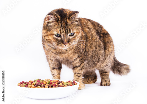 Domestic cat and bowl on white background. Old cat.