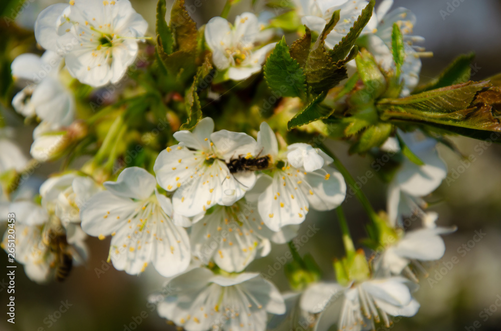 White flowers in macro. Flowering trees. Bee on a white flower. Branch of a tree with white flowers