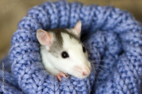 Cute decorative rat sitting in a knitted sweater. Year of rat.