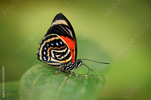 Canvas Print Agrias amydon, dark blue and red butterfly sitting on the green leaves in the ttropic jungle forest in Brazil in South America