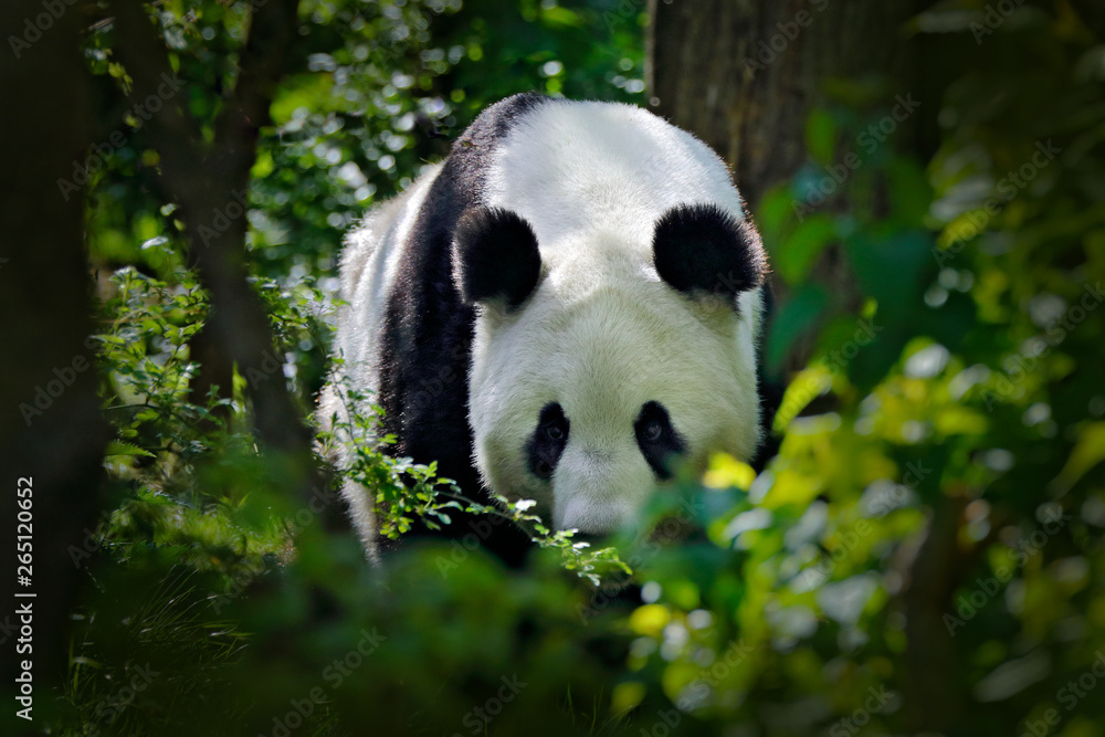 Panda in green forest vegetation. Wildlife scene from China nature. Portrait of Giant Panda feeding on bamboo tree in forest. Cute black and white bear with smile. Funny image from Asian nature. Panda in green forest vegetation. Wildlife scene from China nature. Portrait of Giant Panda feeding on bamboo tree in forest. Cute black and white bear with smile. Funny image from Asian nature.