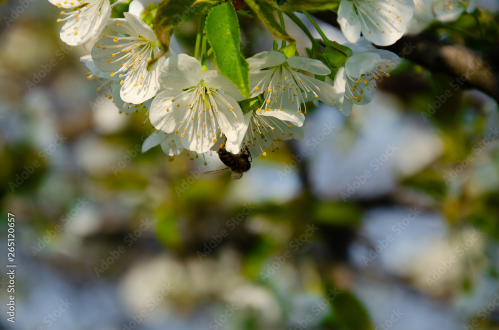 White flowers in macro. Flowering trees. Bee on a white flower. Branch of a tree with white flowers White flowers in macro. Flowering trees. Bee on a white flower. Branch of a tree with white flowers
