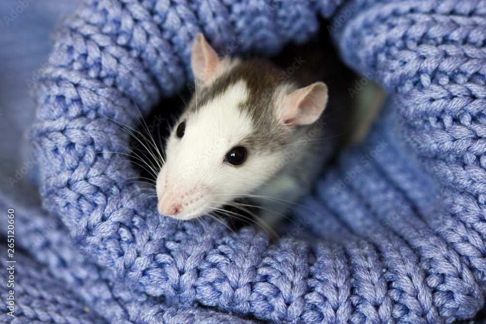 Cute decorative rat sitting in a knitted sweater. Year of rat. Cute decorative rat sitting in a knitted sweater. Year of rat.