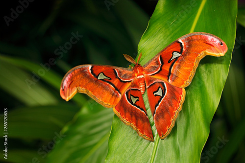 Quadro su tela Beautiful big butterfly, Giant Atlas Moth-aka, Attacus atlas in green forest habitat, India