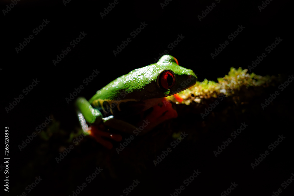Naklejka premium Beautiful amphibian in the night forest. Detail close-up of frog red eye, hidden in green vegetation. Red-eyed Tree Frog, Agalychnis callidryas, animal with big eyes, in nature habitat, Costa Rica.