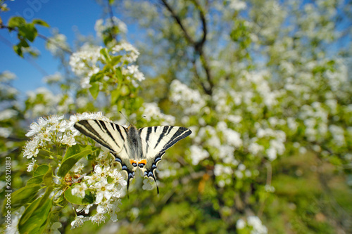 Scarce sail pear-tree swallowtail, Iphiclides podalirius, butterfly belonging to the family Papilionidae. Swallowtail sitting on the white bloom tree, spring sunny nature. Flower and insect.