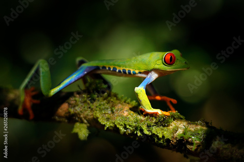Beautiful amphibian in the night forest. Detail close-up of frog red eye, hidden in green vegetation. Red-eyed Tree Frog, Agalychnis callidryas, animal with big eyes, in nature habitat, Costa Rica. © ondrejprosicky