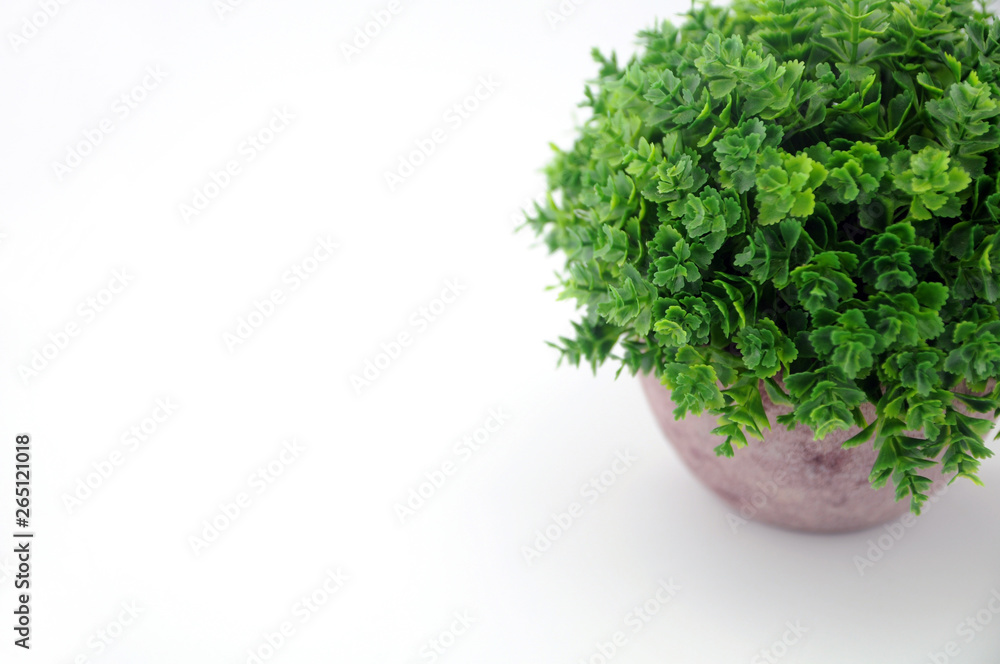 green plant isolated on white background