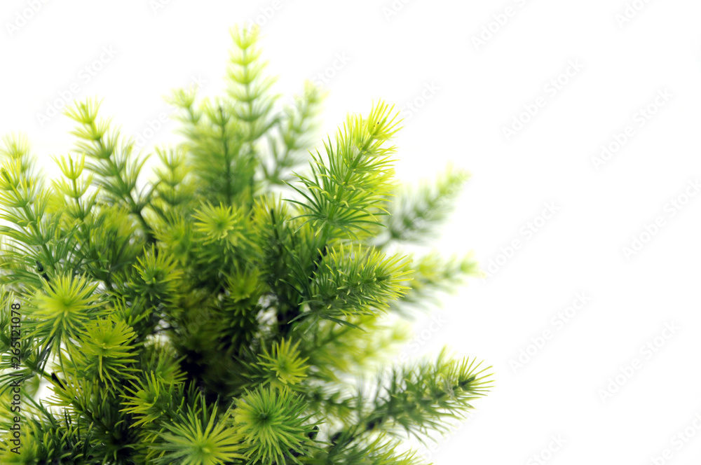 green fir branch isolated on white background