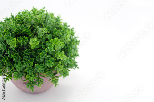 green plant isolated on white background