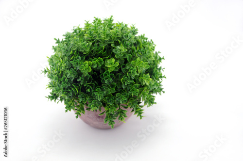 green plant isolated on white background