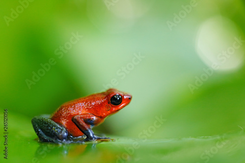 Red Strawberry poison dart frog, Dendrobates pumilio, in the nature habitat, Costa Rica. Close-up portrait of poison red frog. Rare amphibian in the tropic. Wildlife jungle. Frog in the forest.