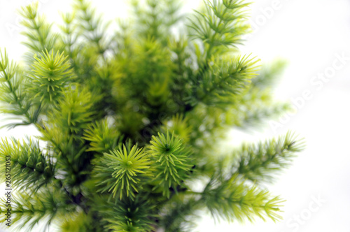 green fir branch isolated on white background