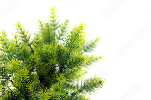 green fir branch isolated on white background