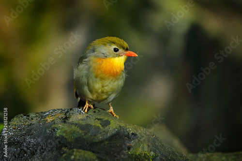 Red-billed leiothrix, Leiothrix lutea, rare bird from southern China and the Himalayas. Cute animal in green vegetation. Animal sitting on the branch. Wildlife scene from nature. © ondrejprosicky