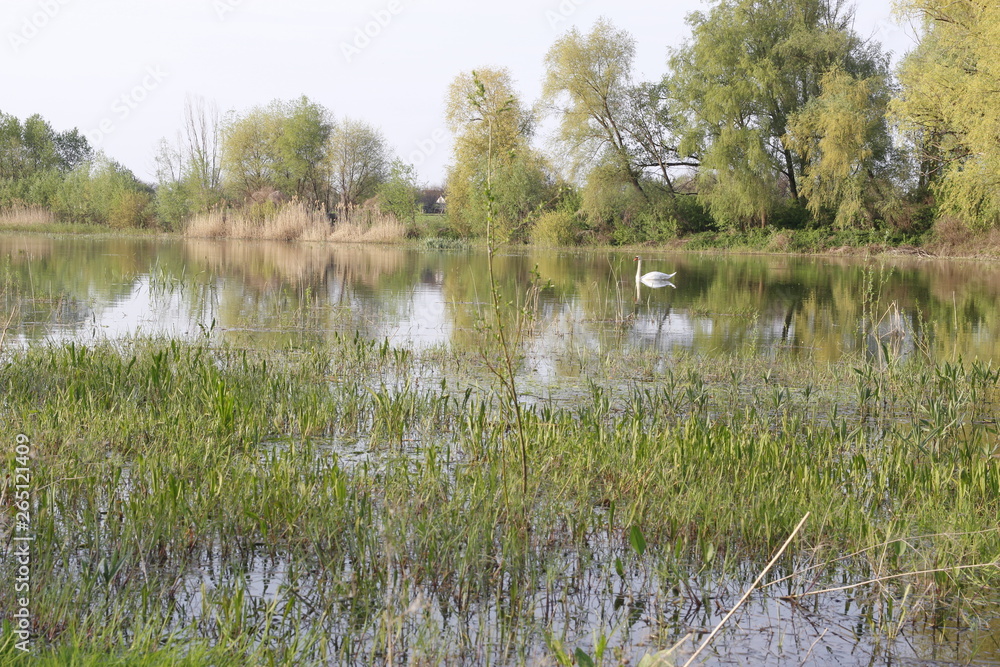 Obraz premium Lake overgrown with reeds. Swan is visible in the distance.