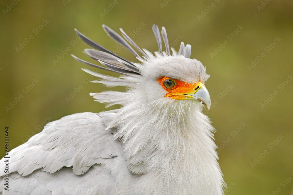 Secretary Bird, Sagittarius serpentarius, Portrait of nice grey bird of prey with orange face, Kenya, Africa. Wildlife scene from nature. Beautiful animal with grey crest on the head. Secretary Bird, Sagittarius serpentarius, Portrait of nice grey bird of prey with orange face, Kenya, Africa. Wildlife scene from nature. Beautiful animal with grey crest on the head.